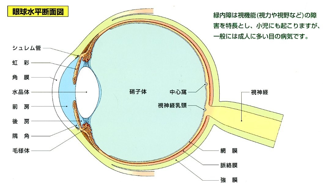 健診で視神経乳頭陥凹拡大と言われたら | イワサキ眼科医院