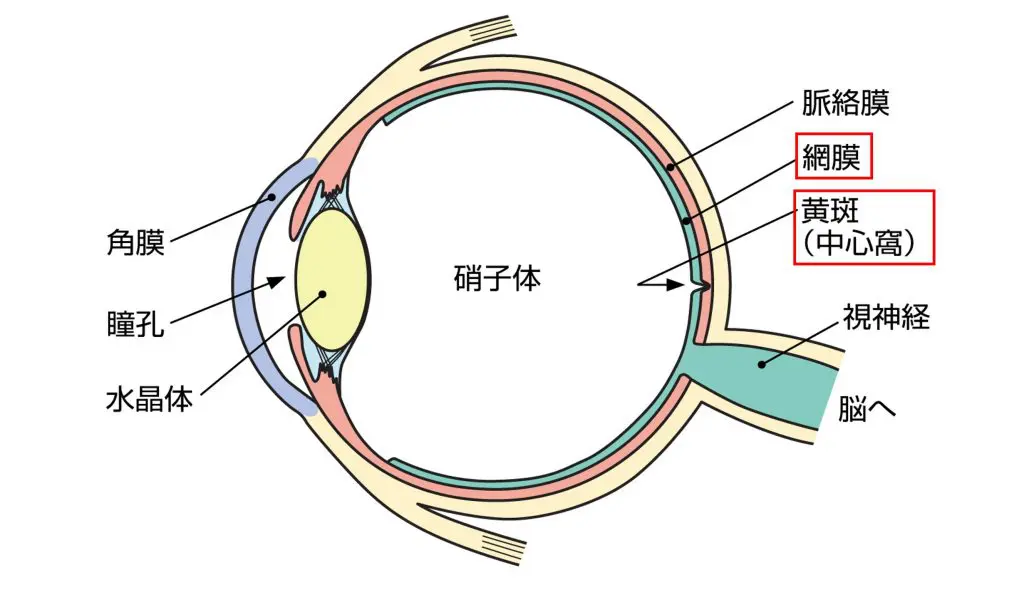 【美品・50%off】加齢黄斑変性：診断と治療の最前端 m3電子書籍 | 加齢黄斑変性：診断と治療の最先端〈専門医のため